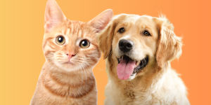 dogs vs cats dataset