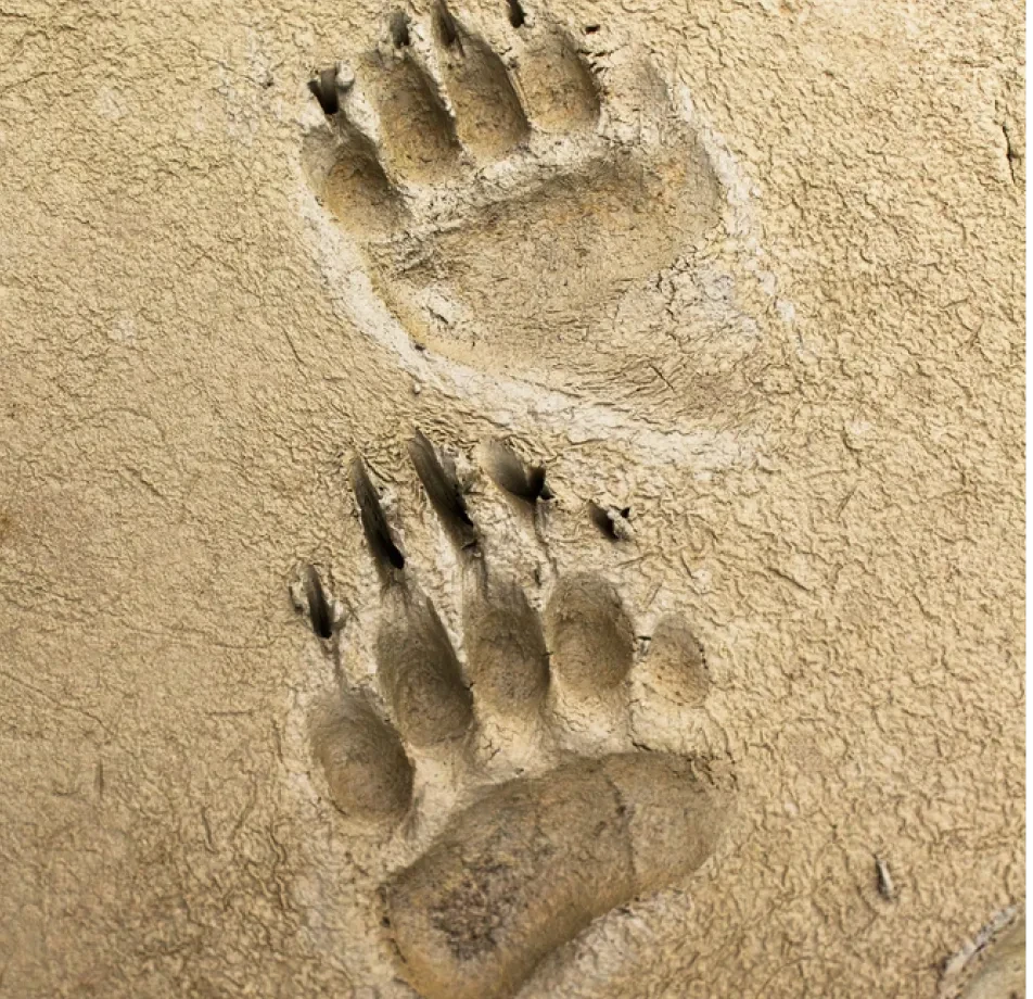 Case Study Image 1