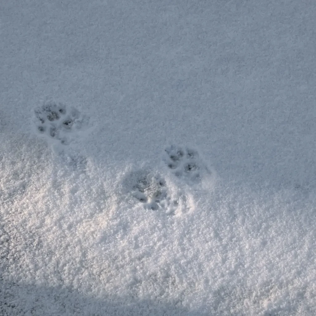 Data Annotation for Wildlife Tracking