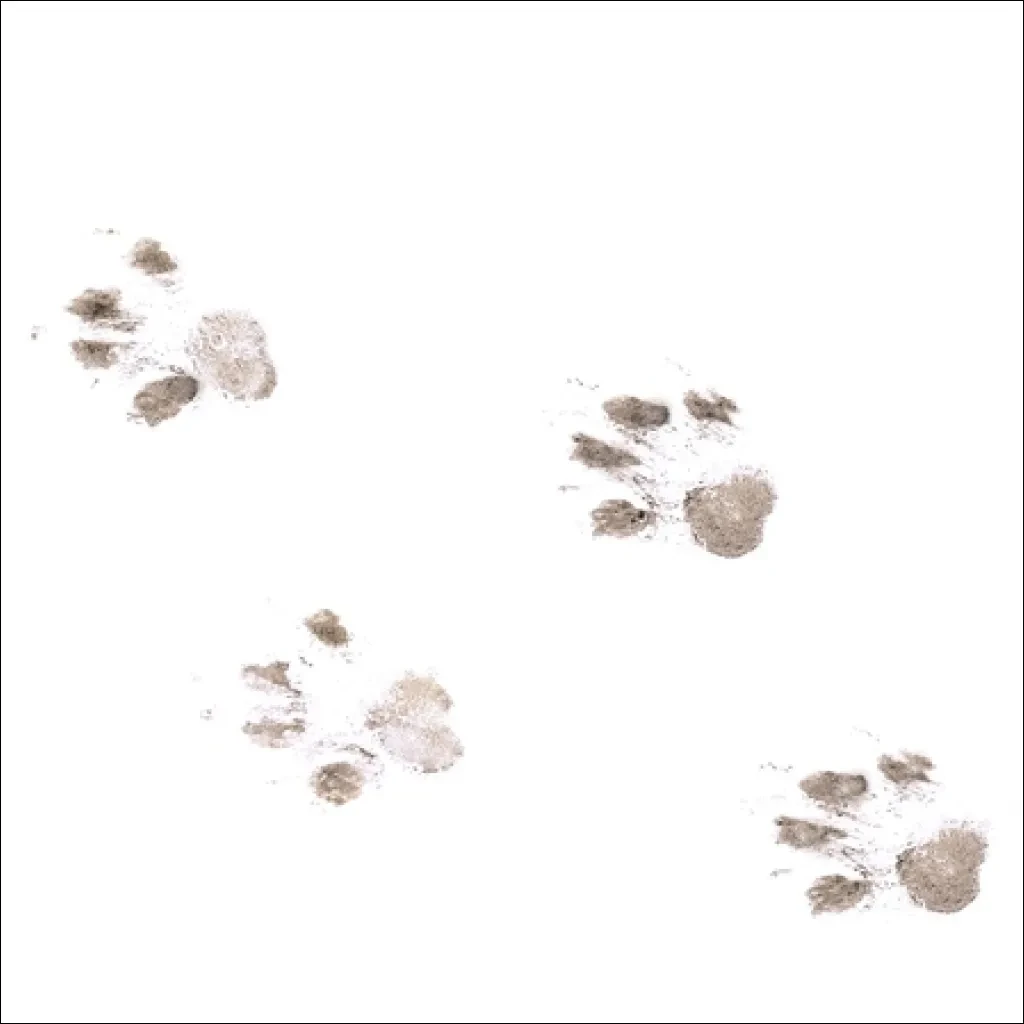 Data Annotation for Wildlife Tracking