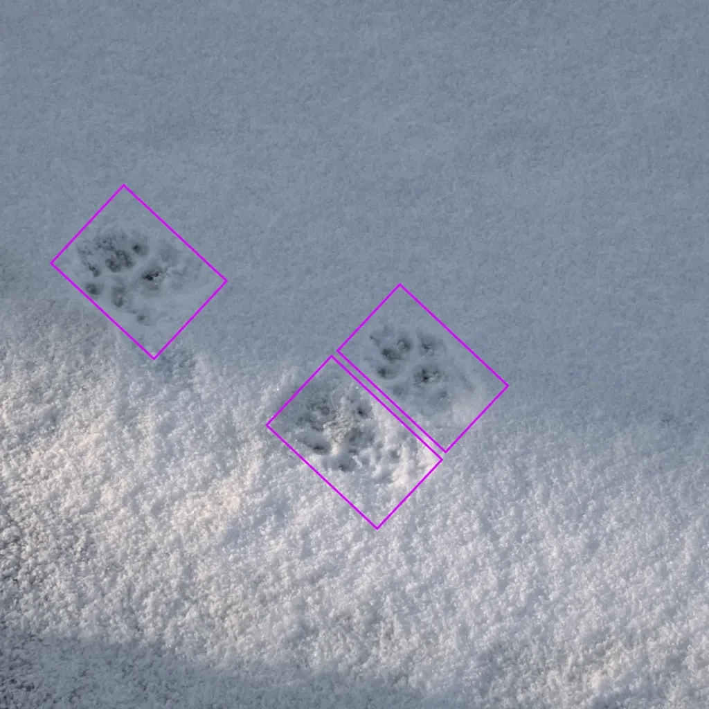 Data Annotation for Wildlife Tracking