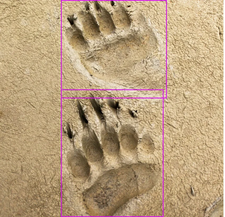 Data Annotation for Wildlife Tracking
