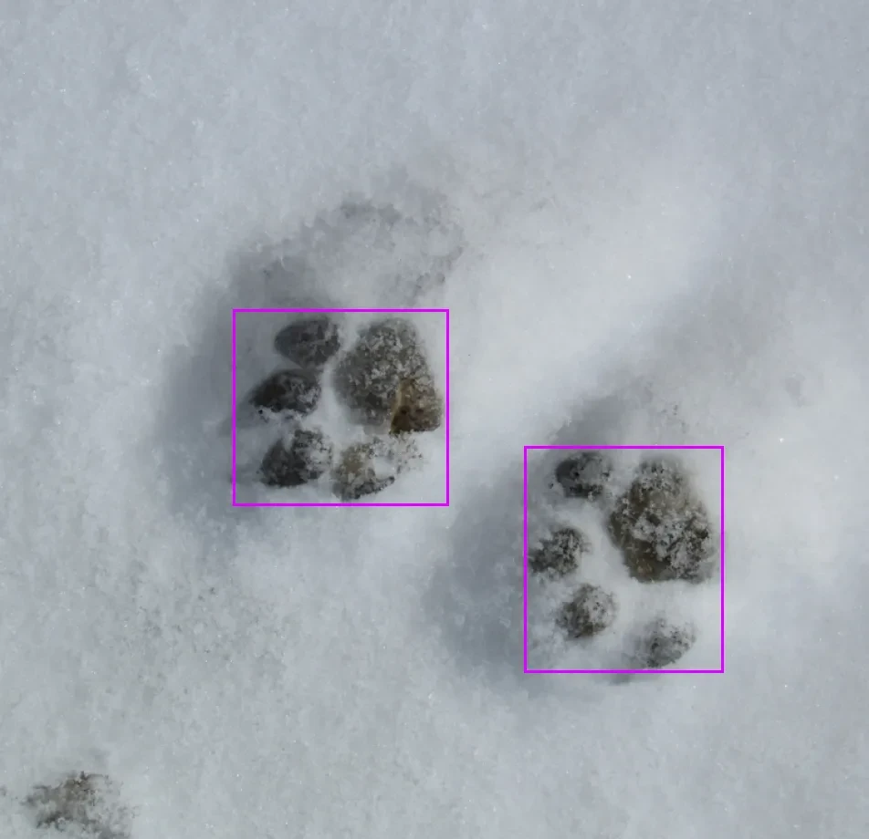 Data Annotation for Wildlife Tracking