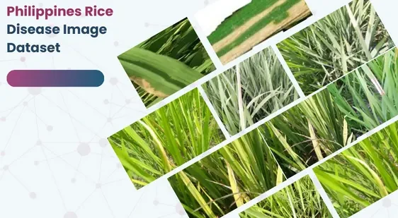 Philippines Rice Disease Image Dataset