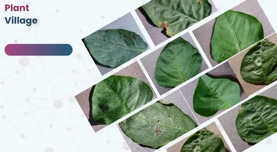 Plant Village Dataset