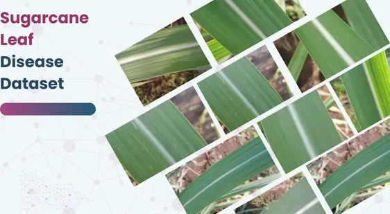 Sugarcane Leaf Disease Dataset