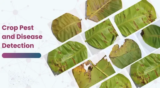Crop Pest and Disease Detection