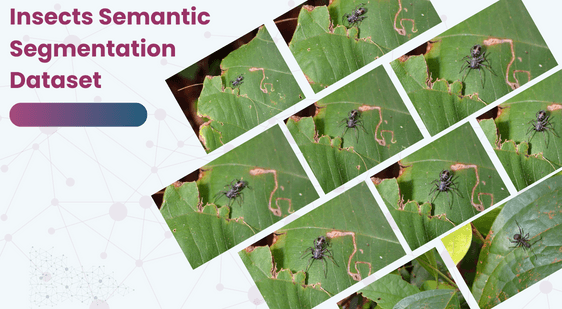 Insects Semantic Segmentation Datasetet