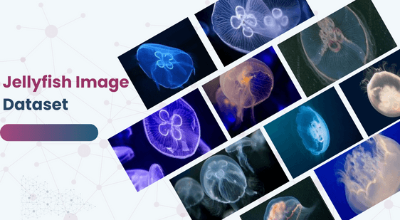 Jellyfish Image Dataset