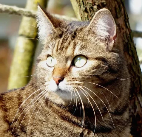 Whiskers Segmentation Dataset