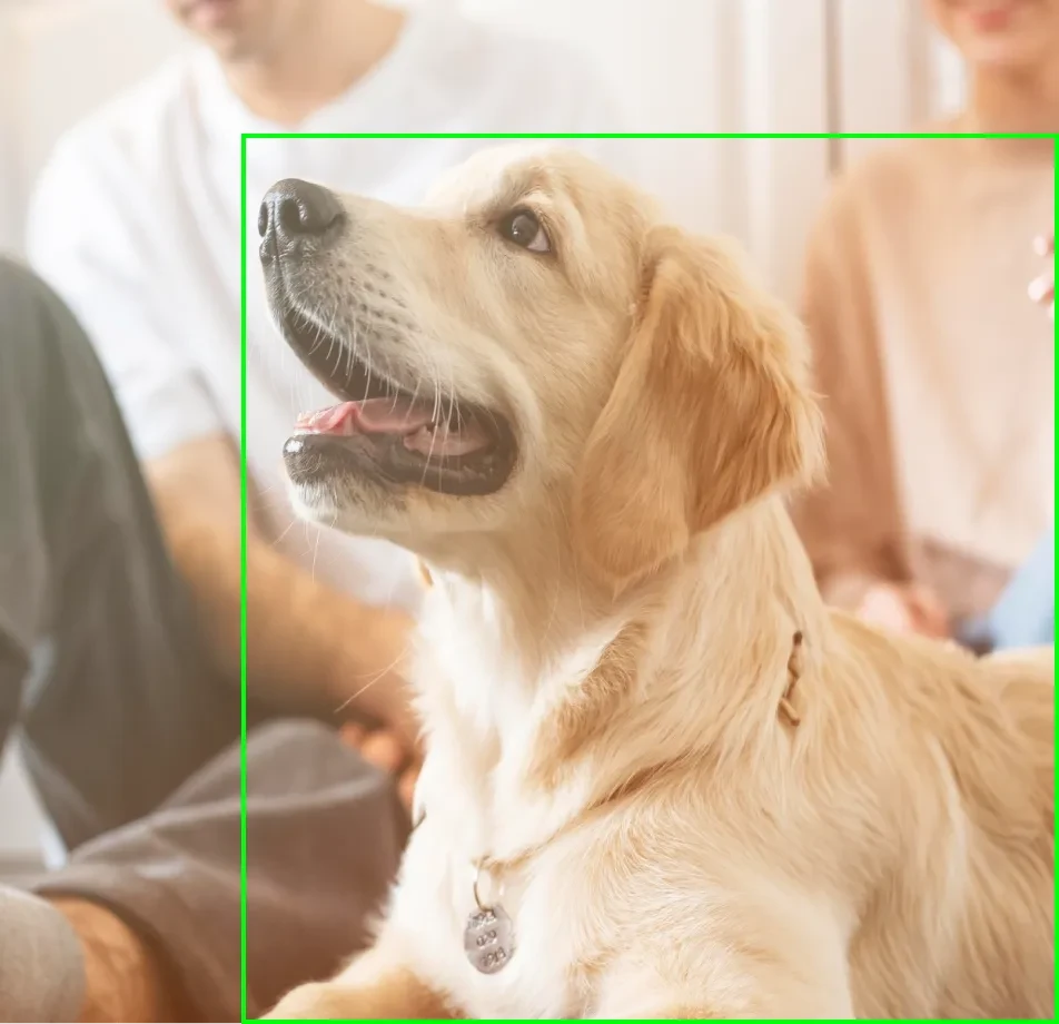 Pet Videos Data Collection