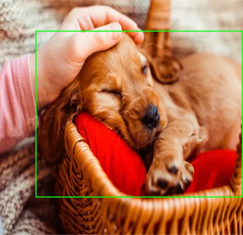 Pet Videos Data Collection
