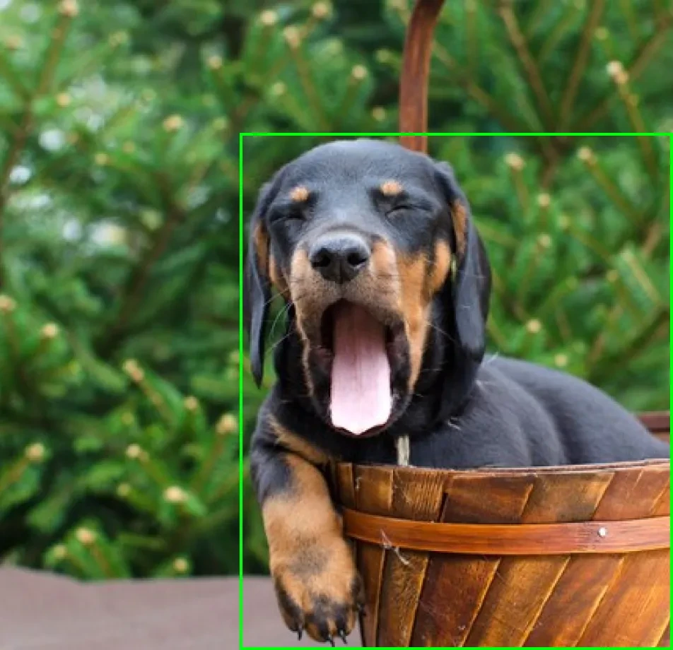 Pet Videos Data Collection