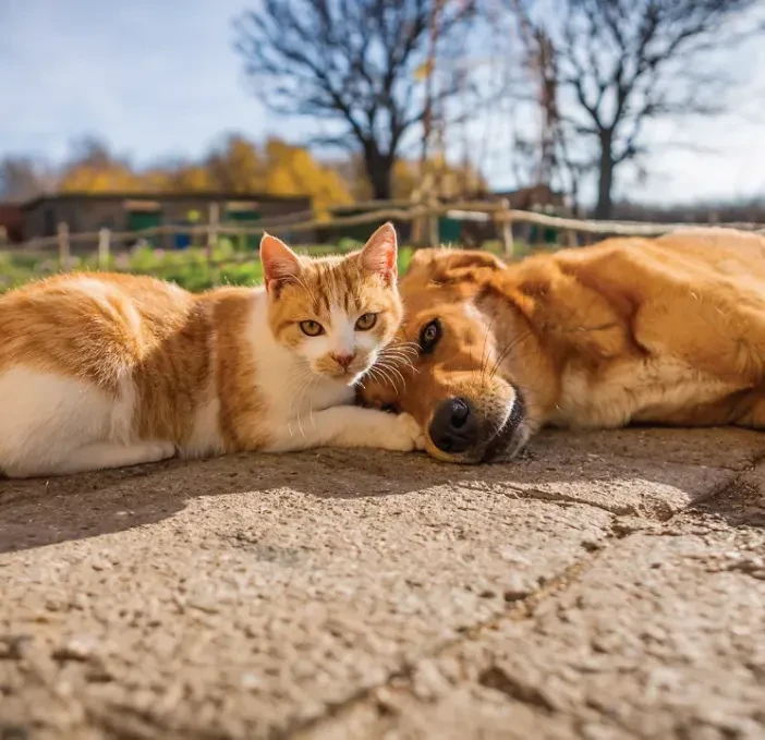 Cat & Dog Segmentation Dataset