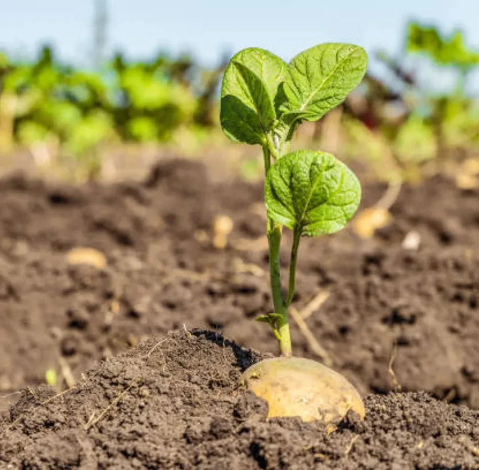 Image Annotation for Agricultural Yield Prediction