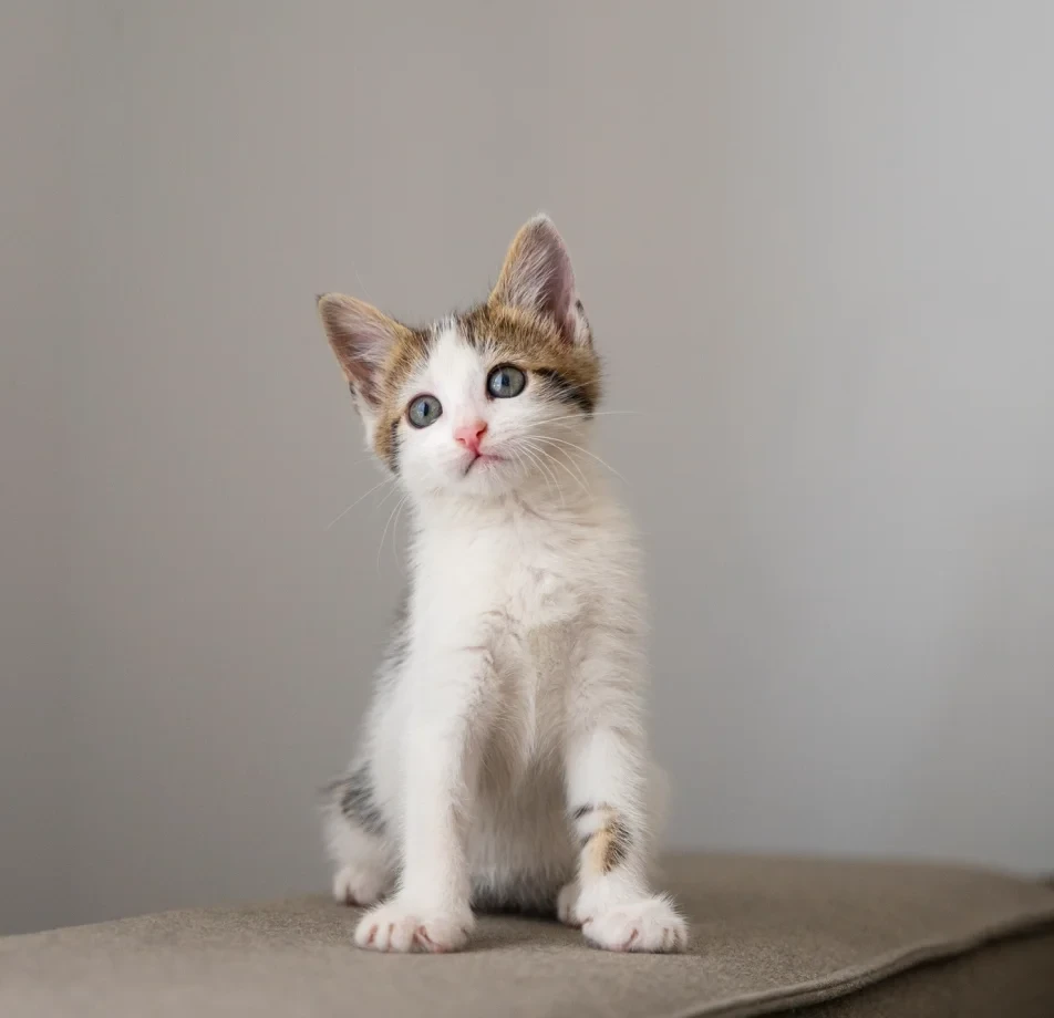 Cat & Dog Segmentation Dataset