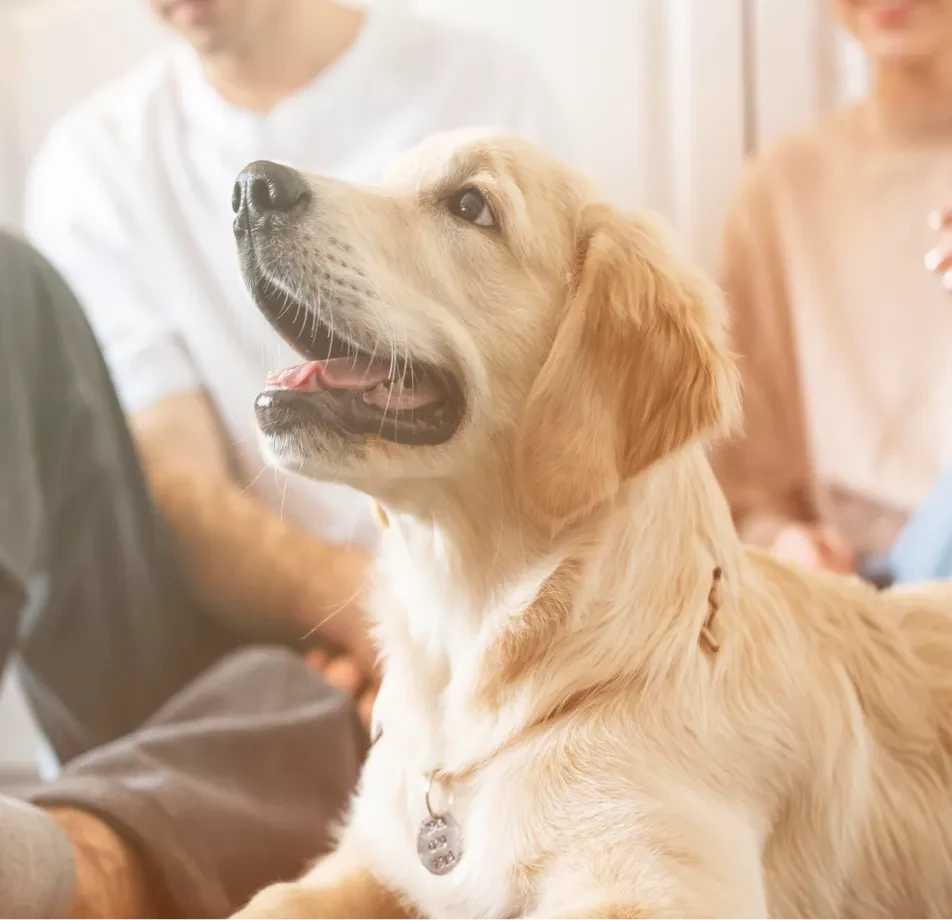 Pet Videos Data Collection