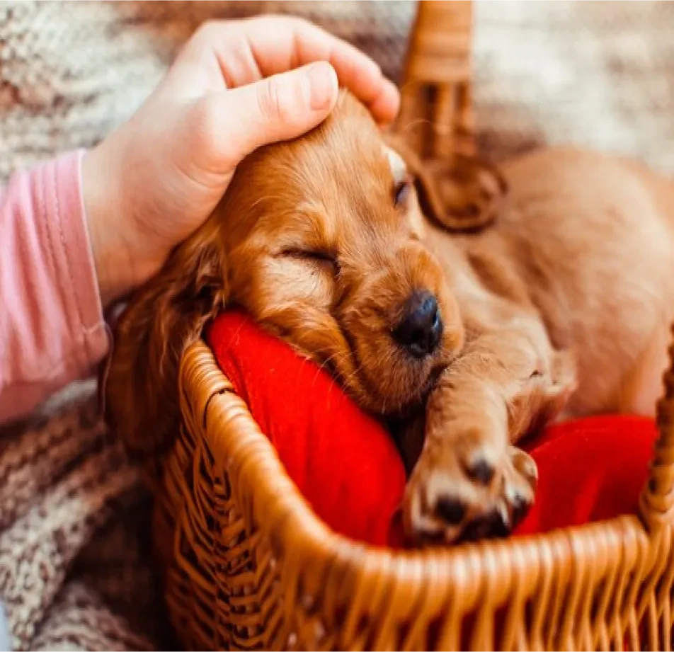 Pet Videos Data Collection