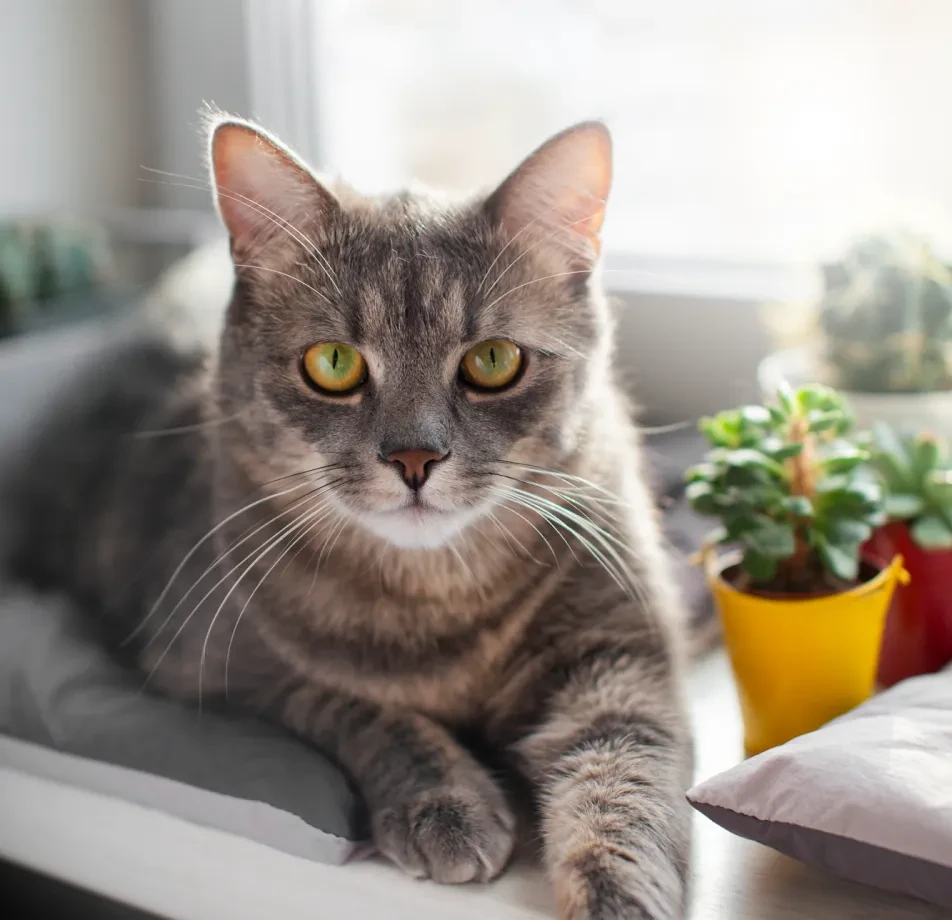 Cat & Dog Segmentation Dataset