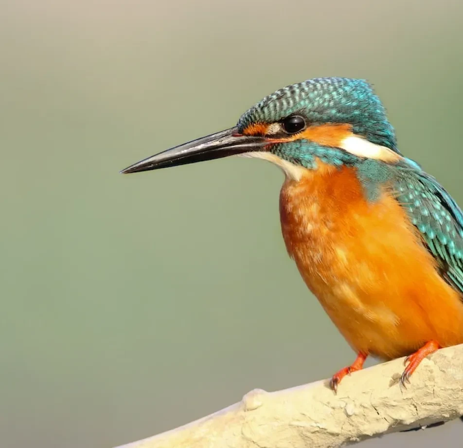 Main Objects Segmentation Dataset