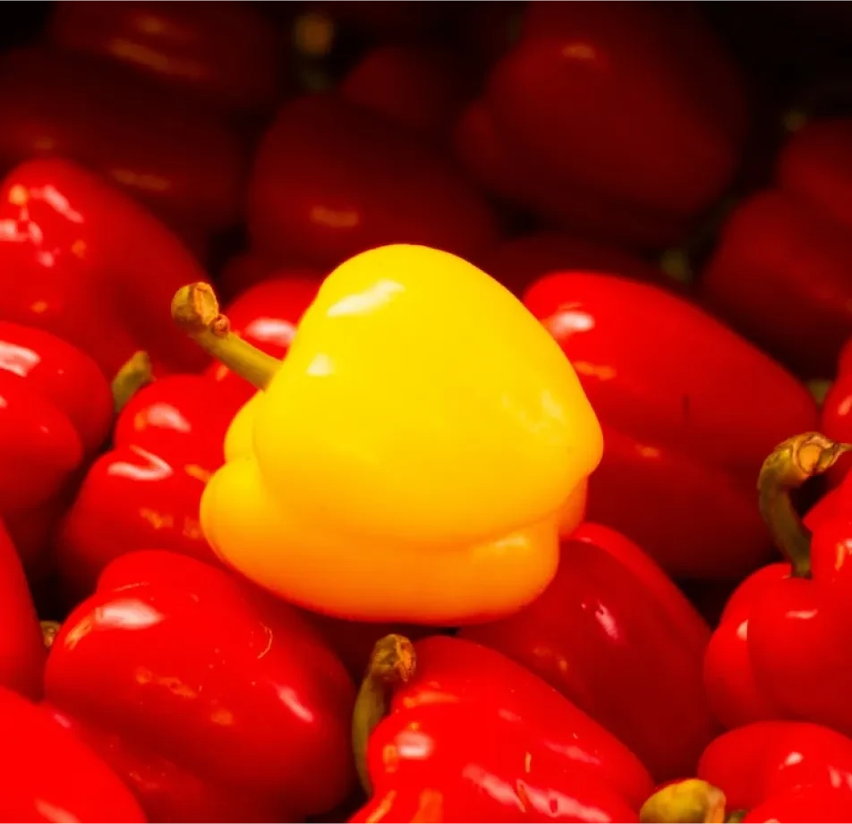 Main Objects Segmentation Dataset