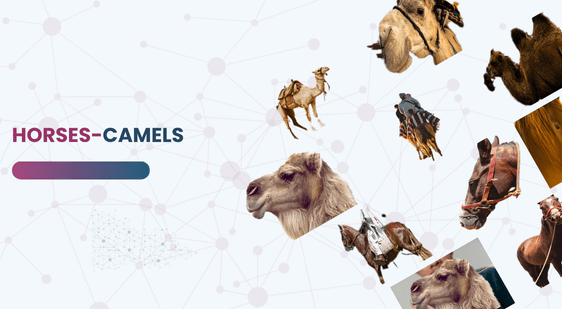 HORSES-CAMELS