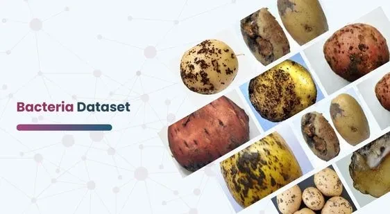 Bacteria Dataset