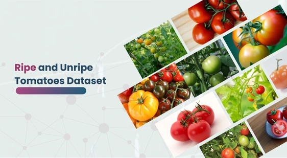 tomato ripeness annotated dataset