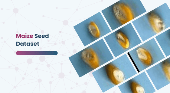 Maize Seed Dataset