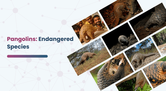 Pangolins Endangered Species