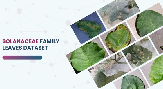 Solanaceae Family Leaves Dataset ​