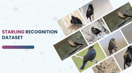Starling Recognition Dataset