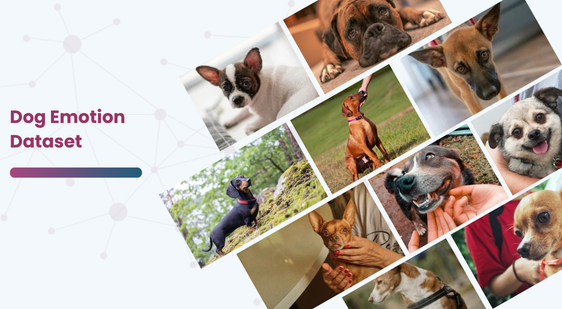 Dog Emotion Dataset