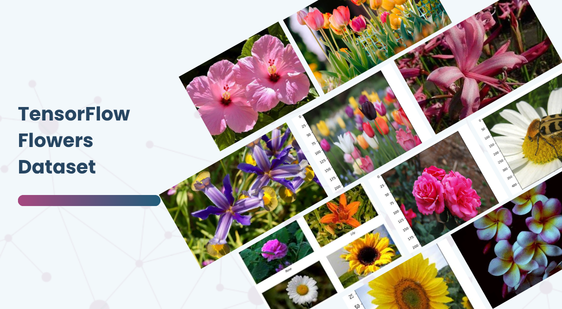 TensorFlow Flowers Dataset