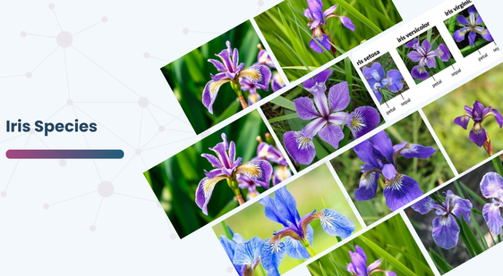 Iris Species Dataset